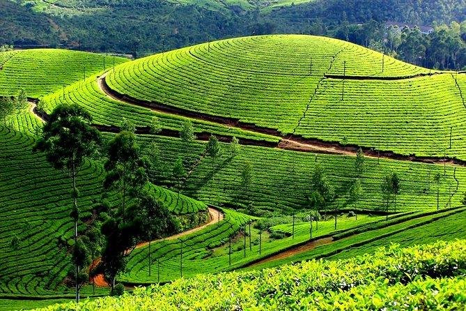 Cochin- Munnar- Alleppey -Thekkady