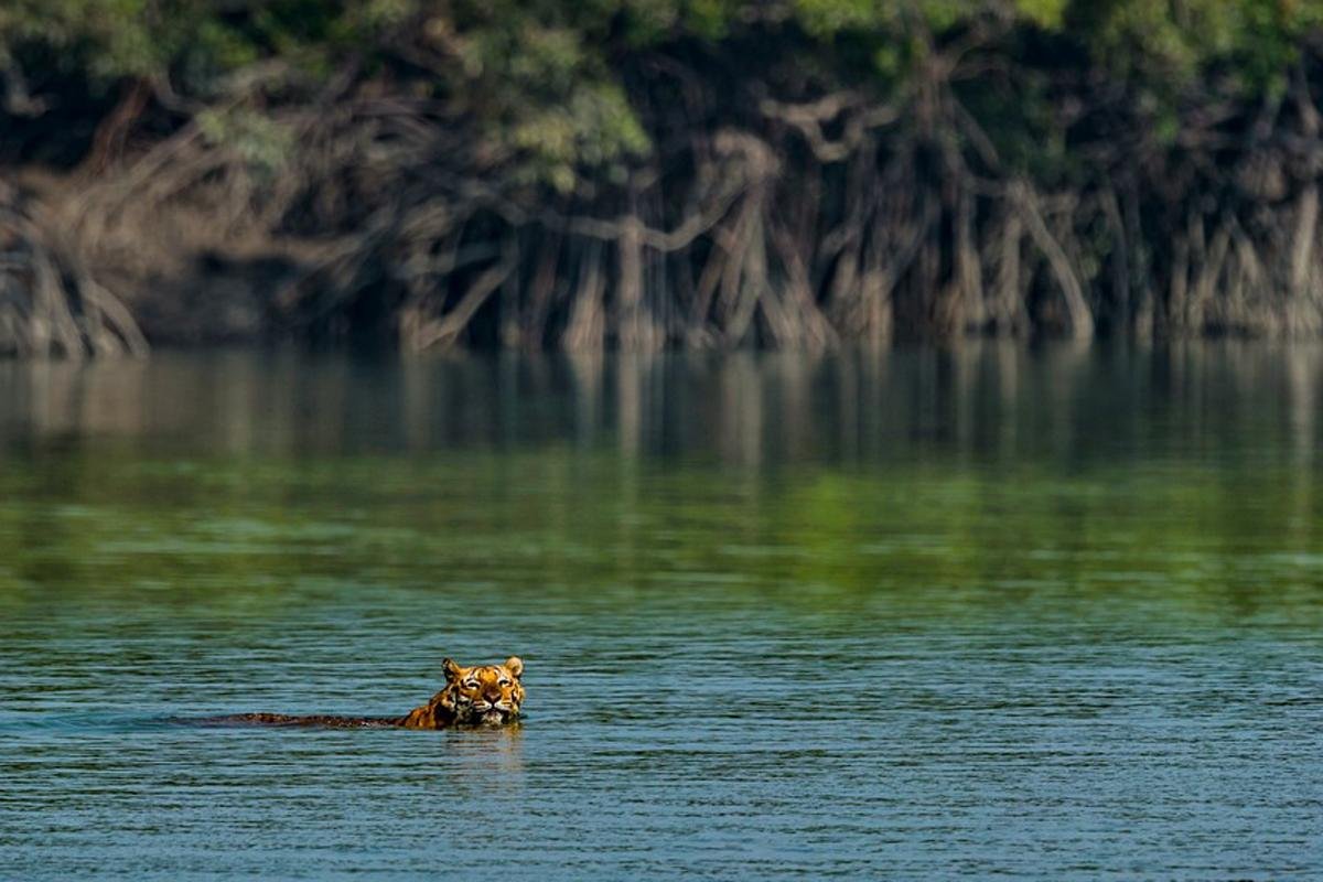 Sundarban Package